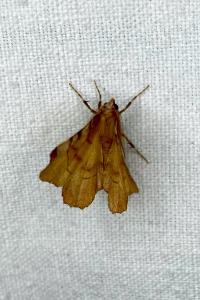<i>Selenia dentaria</i>