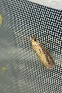 <i>Oncocera semirubella</i>