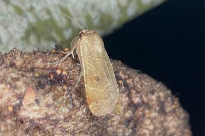 <i>Noctua comes</i>