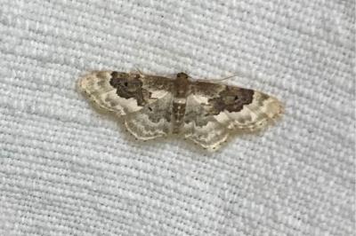 <i>Idaea rusticata</i>