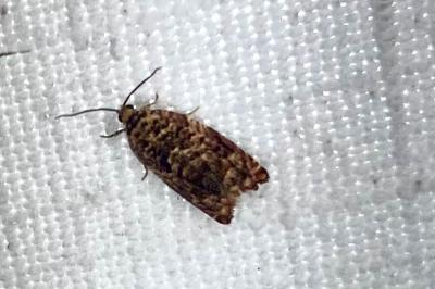 <i>Gypsonoma minutana</i>
