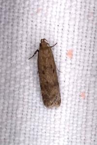 <i>Pexicopia malvella</i>