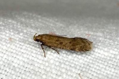 <i>Pexicopia malvella</i>