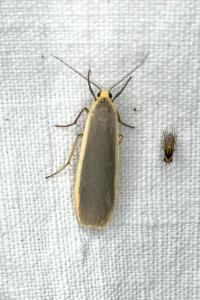 <i>Nyea lurideola</i>