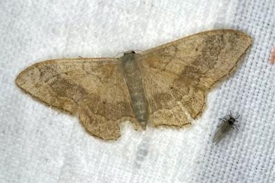 <i>Idaea aversata</i>