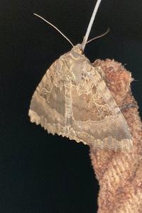 <i>Mormo maura</i>
