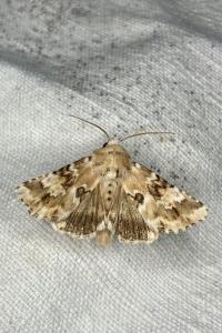<i>Eremobia ochroleuca</i>