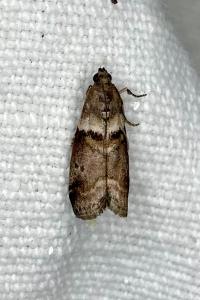 <i>Acrobasis consociella</i>