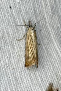 <i>Chrysoteuchia culmella</i>