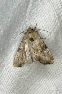 <i>Apamea scolopacina</i>