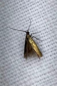 <i>Coleophora</i>