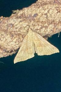 <i>Hypena proboscidalis</i>