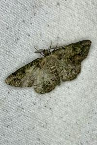 <i>Cleorodes lichenaria</i>