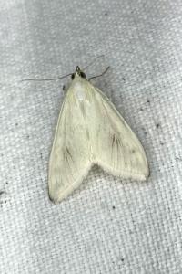 <i>Sitochroa palealis</i>