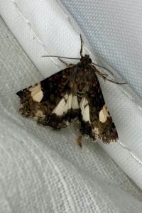 <i>Tyta luctuosa</i>