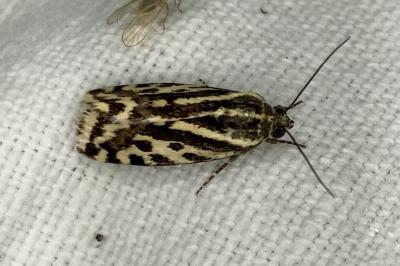 <i>Emmelia trabealis</i>