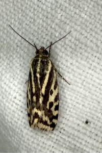 <i>Emmelia trabealis</i>