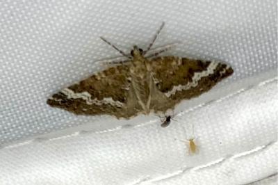 <i>Perizoma alchemillata</i>