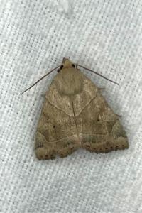 <i>Cosmia trapezina</i>