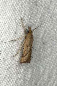 <i>Synaphe punctalis</i>