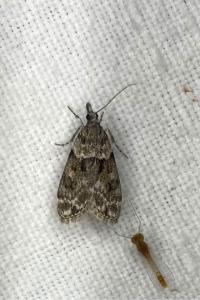 <i>Eudonia mercurella</i>