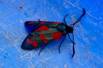 <i>Zygaena filipendulae</i>