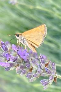 <i>Thymelicus acteon</i>