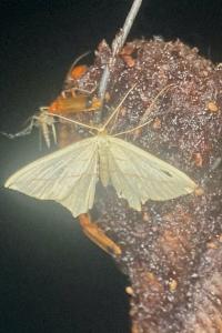 <i>Timandra comae</i>