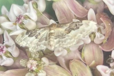 <i>Idaea rusticata</i>