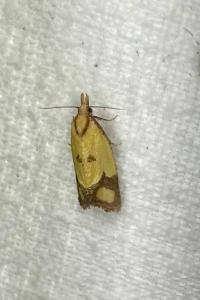 <i>Agapeta zoegana</i>
