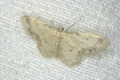 <i>Idaea trigeminata</i>