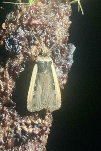 <i>Ochropleura leucogaster</i>