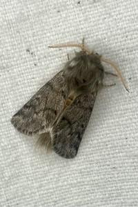 <i>Thaumetopoea pityocampa</i>