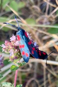 <i>Zygaena filipendulae</i>