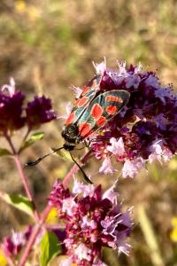 <i>Zygaena carniolica</i>