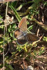 <i>Polyommatus icarus</i>