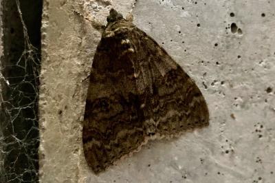 <i>Catocala nupta</i>