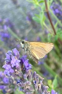 <i>Thymelicus sylvestris</i>