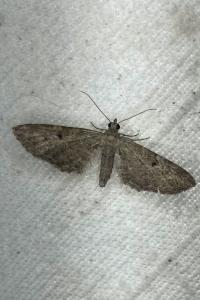 <i>Eupithecia</i>