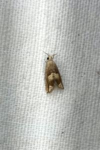 <i>Eucosma conterminana</i>