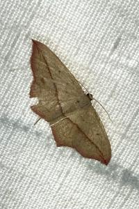 <i>Timandra comae</i>