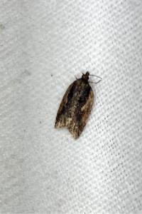 <i>Acleris umbrana</i>