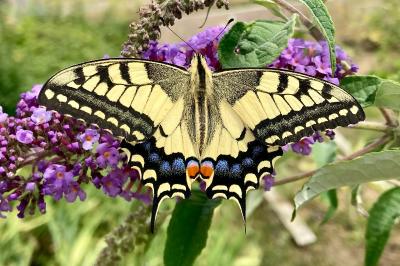 <i>Papilio machaon</i>