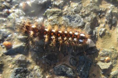 <i>Acronicta rumicis</i>