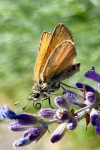 <i>Thymelicus sylvestris</i>