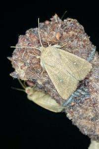 <i>Mythimna albipuncta</i>