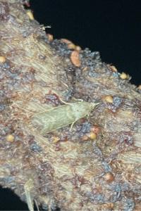 <i>Acrobasis</i>