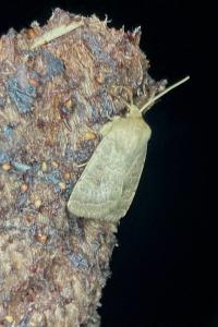 <i>Hoplodrina ambigua/blanda</i>