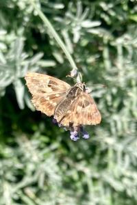 <i>Carcharodus alceae</i>