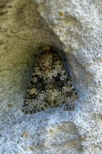 <i>Hecatera bicolorata</i>
